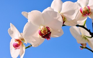 从洛阳到华山旅游攻略？从洛阳到华山旅游攻略一日游？